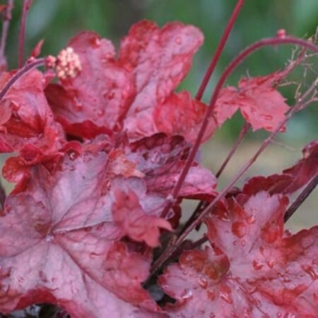 Heuchera 'Fire Chief' P9 - afbeelding 3