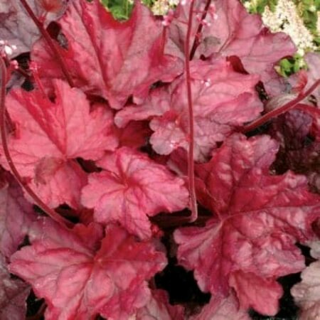 Heuchera 'Fire Chief' P9 - afbeelding 4