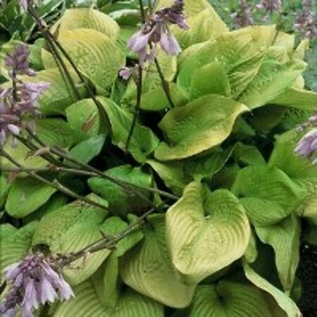 Hosta 'Sum and Substance' P9 - afbeelding 2