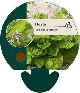 Hosta 'Sum and Substance' P9 - afbeelding 1