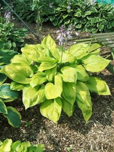 Hosta 'Sum and Substance' P9 - afbeelding 4