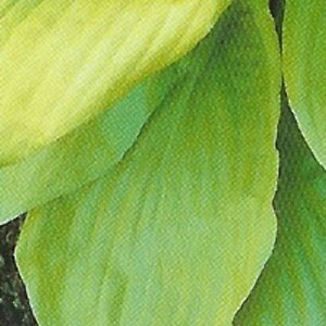 Hosta 'Sum and Substance' P9 - afbeelding 5