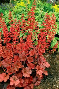 Heuchera 'Cherry Cola' P9 - afbeelding 1