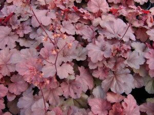 Heuchera 'Cherry Cola' P9 - afbeelding 2