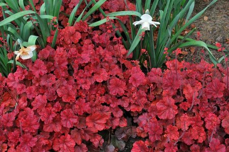 Heuchera 'Cherry Cola' P9 - afbeelding 3