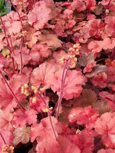 Heuchera 'Cherry Cola' P9 - afbeelding 4