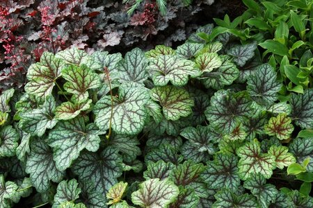 Heuchera 'Green Spice' P9 - afbeelding 3