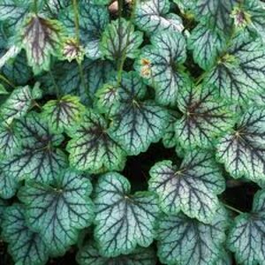 Heuchera 'Green Spice' P9 - afbeelding 4