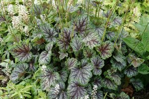 Heuchera 'Green Spice' P9 - afbeelding 5