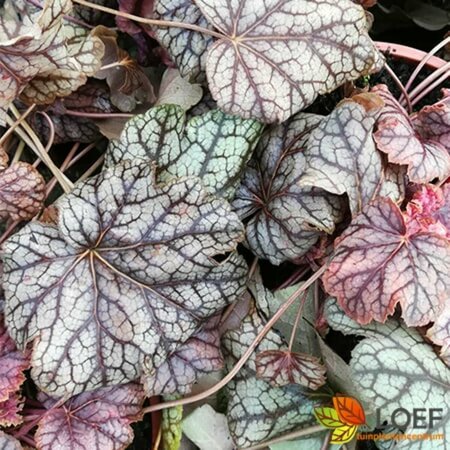 Heuchera 'Green Spice' P9 - afbeelding 1