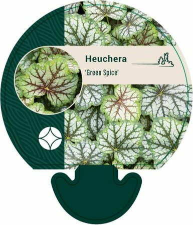 Heuchera 'Green Spice' P9 - afbeelding 2