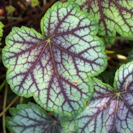 Heuchera 'Green Spice' P9 - afbeelding 6