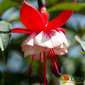 Fuchsia 'Lady Thumb' P9 - afbeelding 1