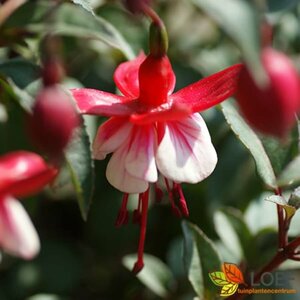 Fuchsia 'Lady Thumb' P9 - afbeelding 2