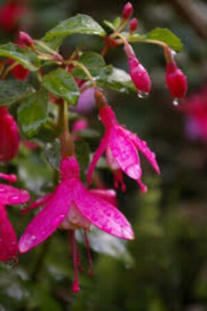 Fuchsia 'Lady Thumb' P9 - afbeelding 3