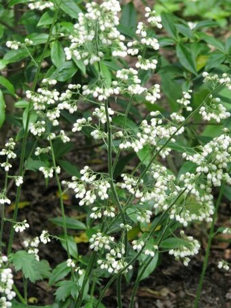 Heuchera sang. 'White Cloud' P9