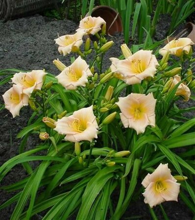 Hemerocallis 'Mini Pearl' P9 - afbeelding 1