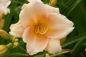 Hemerocallis 'Mini Pearl' P9 - afbeelding 2