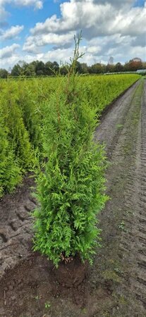 Thuja occidentalis 'Brabant' 100/125 KL. - afbeelding 2