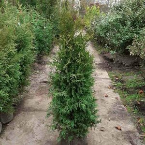 Thuja occidentalis 'Brabant' 100/125 KL. - afbeelding 3