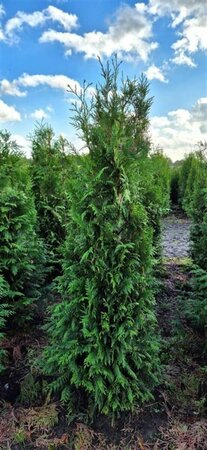 Thuja occidentalis 'Brabant' 100/125 KL. - afbeelding 4