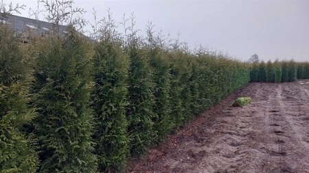 Thuja occidentalis 'Brabant' 100/125 KL. - afbeelding 6