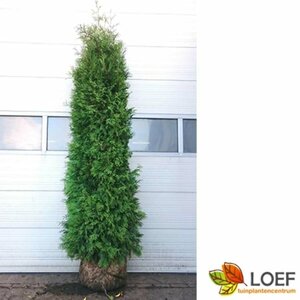 Thuja occidentalis 'Brabant' 100/125 KL. - afbeelding 5