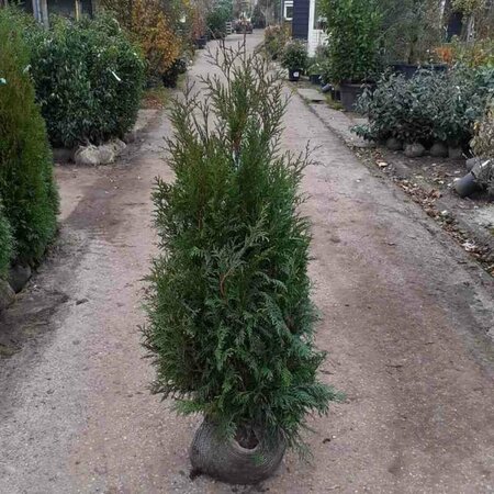 Thuja plicata 'Martin' 125/150 KL. - afbeelding 2