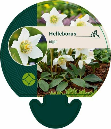 Helleborus niger P9 - afbeelding 4