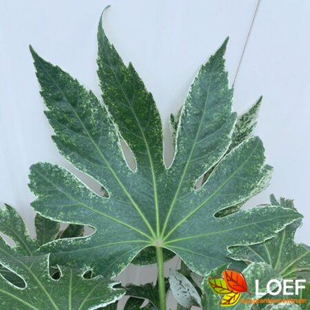 Fatsia japonica 'Spider's Web' 30/40 C.