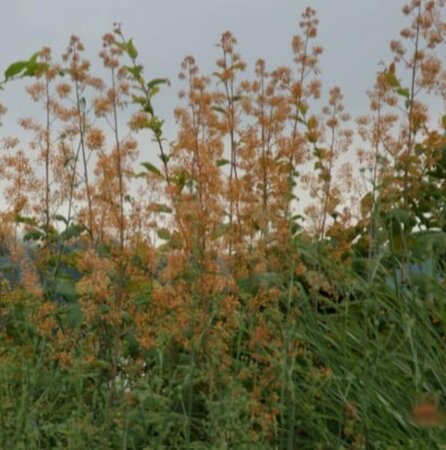 Macleaya microcarpa 'Kelway's Coral Plume' P9 - afbeelding 1