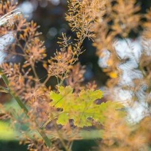 Macleaya microcarpa 'Kelway's Coral Plume' P9 - afbeelding 2