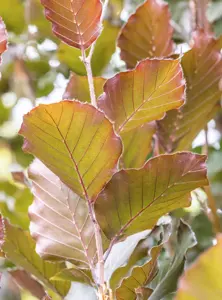 Fagus sylvatica 'Dawyck Purple' 8-10 DR. Geveerd