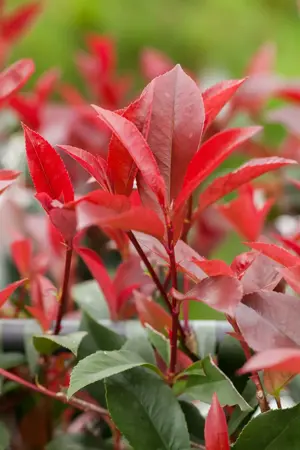 Photinia fraseri 'Red Robin' 100/125 C. - afbeelding 13