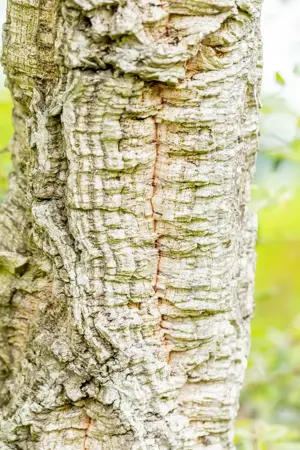 Quercus suber 40-45 C.