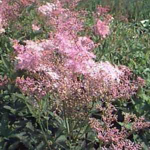 Filipendula rubra ‘Venusta’